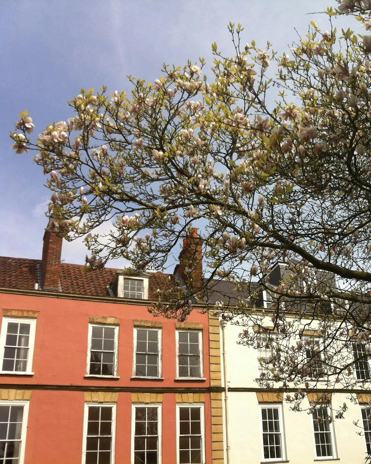 Coral and cream Georgian houses in Clifton behind a magnolia in blossom